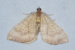 Camptogramma bilineata