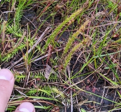 Lycopodiella appressa