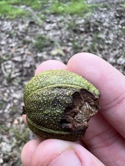 Carya ovalis