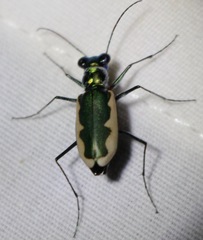 Eunota circumpicta johnsonii