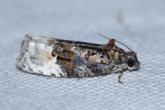 Apotomis betuletana