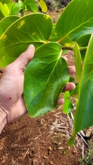 Griselinia lucida