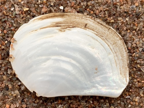 Common Pandora Clam