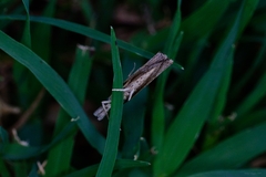 Fissicrambus mutabilis