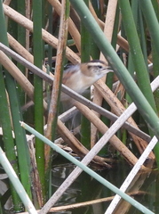 Phleocryptes melanops