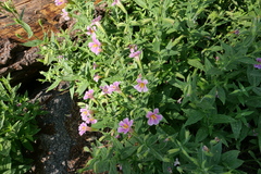 Erythranthe erubescens