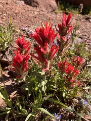 Castilleja parviflora oreopola