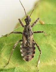 Coranus subapterus