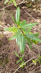 Veronica adamsii