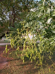 Styphnolobium japonicum