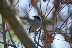 Polioptila dumicola