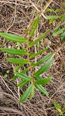 Veronica adamsii