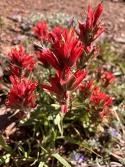 Castilleja parviflora oreopola