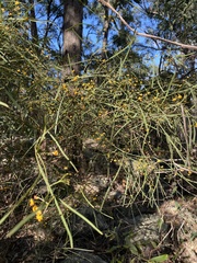 Daviesia wyattiana