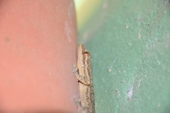 Thecadactylus rapicauda