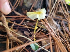 Leucocoprinus fragilissimus image