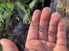 Atriplex prostrata