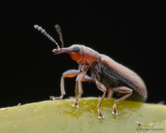 Nemonychidae