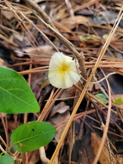 Leucocoprinus fragilissimus image