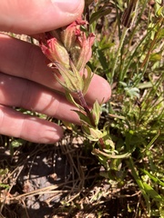 Castilleja parviflora oreopola