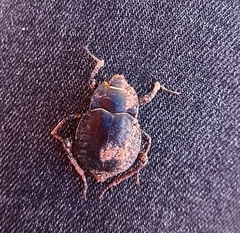Nyctelia