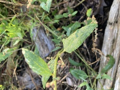 Atriplex prostrata