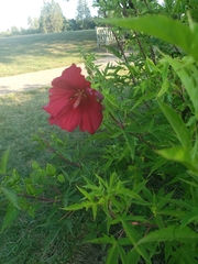 Hibiscus coccineus