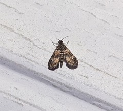 Elophila obliteralis