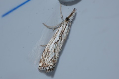 Catoptria falsella