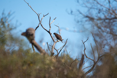 Parabuteo unicinctus