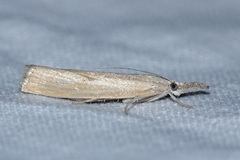 Agriphila inquinatella