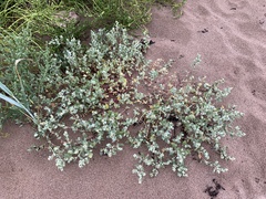Atriplex laciniata