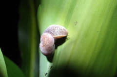 Helicarioninae