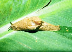 Helicarionoidea