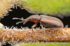 Nemonychidae