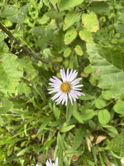 Erigeron glacialis