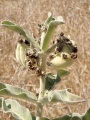 Asclepias eriocarpa