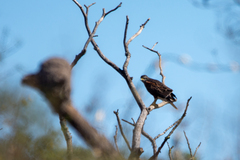 Parabuteo unicinctus
