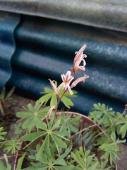 Haworthiopsis fasciata