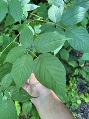 Rubus allegheniensis