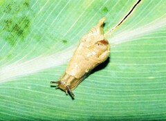 Helicarionoidea