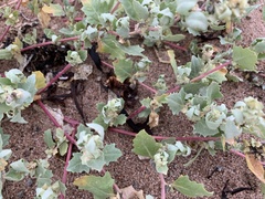 Atriplex laciniata