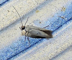 Scythrididae