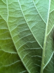 Rubus allegheniensis