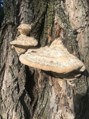 Trametes lactinea