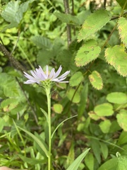 Erigeron glacialis