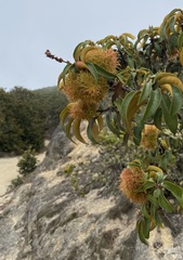 Chrysolepis chrysophylla