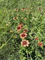 Gaillardia pulchella