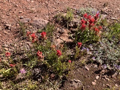 Castilleja parviflora oreopola