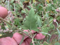 Atriplex prostrata